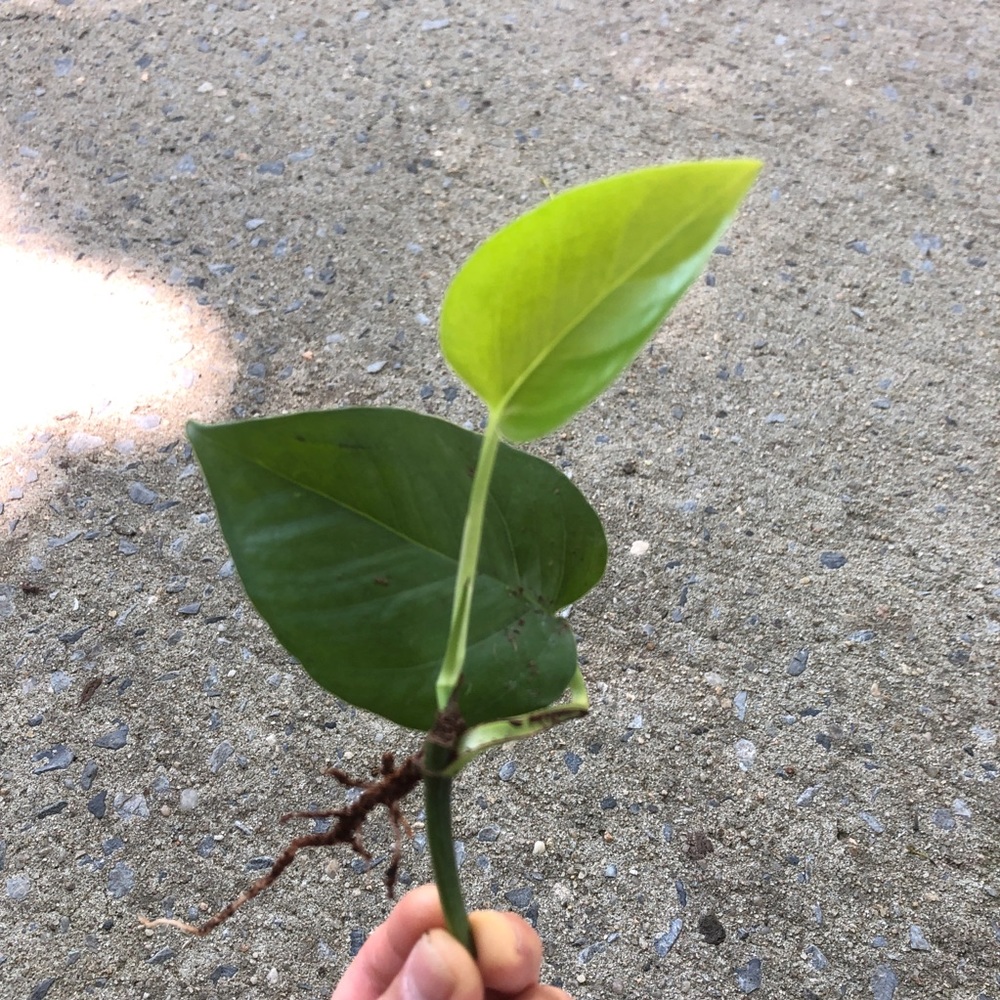 ✨🌱Jade/golden Pothos🌱✨